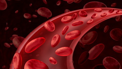 Blood cells circulation